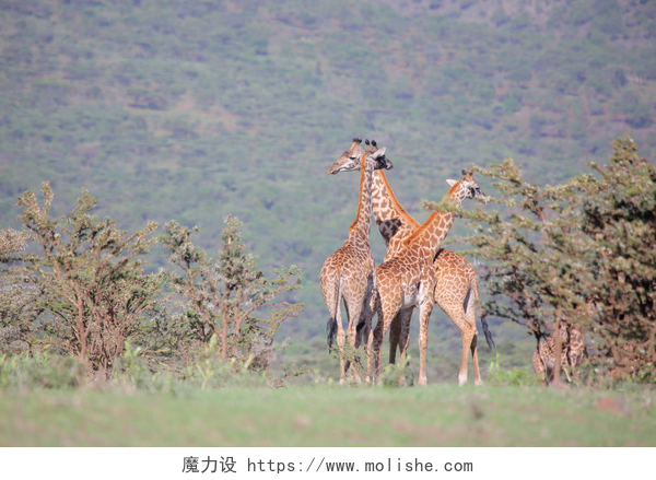 非洲大草原的长颈鹿集团的年轻长颈鹿 